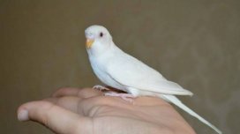 Ev şəraitində quşlara necə qulluq edilməli?