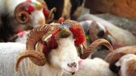 Qurban bayramı günlərində ətin qiymətində artım gözlənilir?