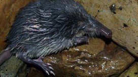 Kiçik gözlər və qəribə "xortum": Avropanın ən sirli məməlisi haqqında nə məlumdur?