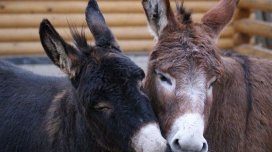 "Leş Tofiq"lər hərəkətə keçdi: Bizə eşşək əti yedizdirənlər niyə azadlıqda?