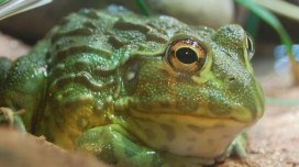 Bu səhra qurbağası 30 il susuz yaşaya bilər - Bunu necə bacarır?