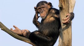 Şimpanzelər yeni əraziləri ələ keçirəndə daha yaxşı çoxalırlar - TƏDQİQAT