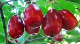 Zoğal ən tanınmış ishal əleyhinə təbii vasitədir