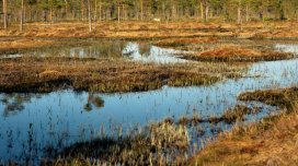 Bataqlıq nədir və həmişə insanı içinə çəkirmi? - Maraqlı faktlar