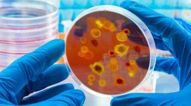 Müalicəyə davamlı göbələk Avropada sürətlə yayılır