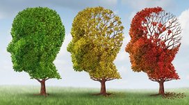 Gənclik anlayışı dəyişir: Alimlər beynin 5 yaş mərhələsini müəyyən edib