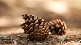 Şam qozasının inanılmaz faydaları...