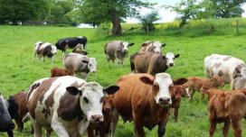 Gürcüstandan heyvan idxalına qoyulan məhdudiyyət aradan qaldırıldı