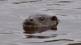 Çernobılda çevik və ağıllı yırtıcılar müşahidə edildi