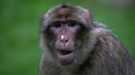 Qədim Roma zabitləri evlərində əhliləşdirilmiş meymun və donuz saxlayırmış - Yeni kəşf