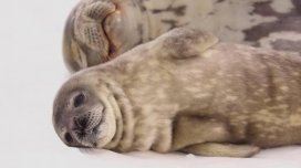 Niyə suitilər kürəyi üstə çevrilib qarınlarına çırpmağı sevirlər və bunun itlərlə əlaqəsi nədir?