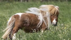 Dünyanın yaşayan ən kiçik atı: Boyuna və çəkisinə inanmaq çətindir