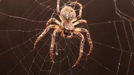 Hörümçəklərin neçə gözü var və eşidə bilirlərmi? - Maraqlı faktlar