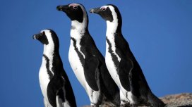 CAR-da minlərlə pinqvin öldü: Alimlər məyusedici səbəbləri açıqladı