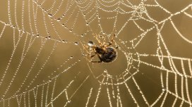 Hansı hörümçəklər dünyanın ən möhkəm torunu toxuyur?