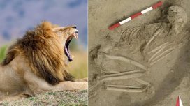 7 min illik skelet insanın sağ qalması ilə nəticələnən şir hücumunun dramını açdı