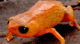 Braziliyada qələmin ucuna sığan miniatür qurbağa aşkar edildi