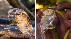 Bitməyən müharibə: İlanlar "Qırmızı Kraliça" ilə yarışır