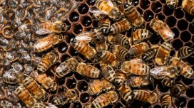 20 min il əvvəl arılar yuvalarını qeyri-adi yerlərdə qururmuş - MARAQLI