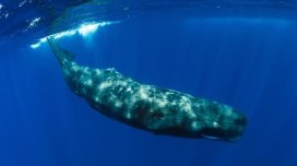 Balina insanı uda bilərmi? - Alimlərdən cavab