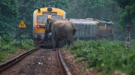 Hindistanda qatar fil sürüsü ilə toqquşdu