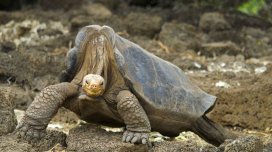 Tənha Corc: Növünün son nümayəndəsinə çevrilən nəhəng tısbağanın hekayəsi
