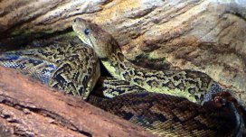 Tək deyil: Alimlər sürü ilə ov edən yeganə ilanı tapdı