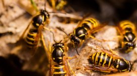 Qışda arılar arıları hara yox olur? - Alimlər cavab verdi