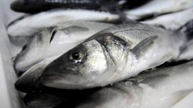 Niyə hələ də rus balığı Avropa bazarına çatır? - "Euractiv"