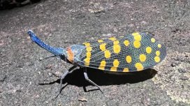 Dünyada yaşayan canlılar haqqında əslində heç nə bilmirik?