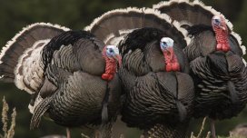 Bayramqabağı hinduşka ətinin qiymətində artım gözlənilir?