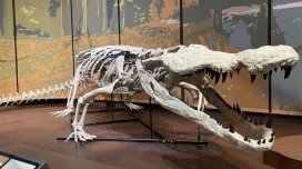 Dinozavrların kabusu idi: 10 metrlik dinozavr ovçusu timsah yenidən "dünyaya gəldi"