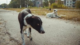 Çernobıldakı itlər yeni növə çevrilirmi?