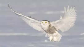 10 il sonra acı etiraf: Artıq bir dənə də qalmayıb!