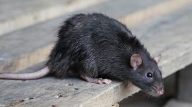 Hindistan polisi 200 kq marixuananın yoxa çıxmasında siçovulları günahlandırır