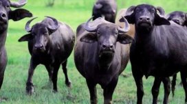 Camışların sayında kəskin azalma: Restoranlarda mal əti adı ilə təqdim olunur?