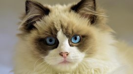 Hansı pişiklərin göz rəngi ən gözəldir? - Ekspertlər 6 top cins seçdi