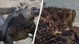 Dəniz iquanaları: Okeanın ən qəribə canlıarından biri..