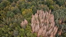 Avropada ağacların yeni üsulla əkilməsi meşələri xilas edə bilərmi?