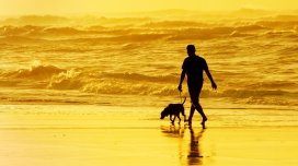 Hansı itlər sahibləri ilə ən güclü əlaqəyə malikdir? - Baytarlar 11 cins açıqladı