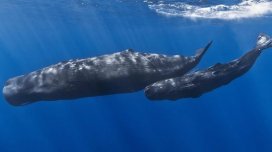 9 fil qədər ağır və reaktiv mühərrikdən daha səs-küylü: Dünyanın ən böyük yırtıcısı