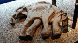 Alyaskadan tapılan müəmmalı &ldquo;mamont&rdquo; fosilləri balina çıxdı