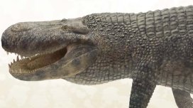 Alimlər tarixdə ən güclü dişləməyə sahib heyvanı açıqladı: Bu, dinozavr deyil