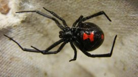 Bir metr uzunluğunda, öz çəkisindən 355 dəfə ağır: Bu ölümcül yırtıcı nədir?