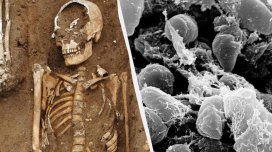 Qara Ölüm qurbanlarının olduğu orta əsr kütləvi məzarlığı tapıldı