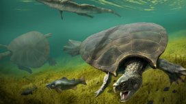 Tarixin ən böyük şirin su tısbağası haqqında nə məlumdur?