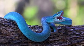 Filmdən gələn təhlükəli trend: Minlərlə insan xəbərsiz şəkildə evinə ölümcül zəhər gətirir