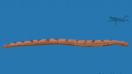 Dünyanın ən böyük dəniz ilanı 12 metrdən uzun olub və akulalarla qidalanıb