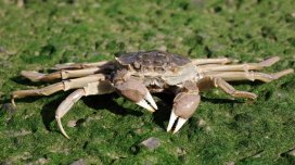 Şəhərlərin altı qazılmağa başladı: Kəlbətinli işğalçılar infrastruktur sistemlərini tıxayır