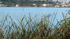 Bakıda gölləri kimlər yox edib?